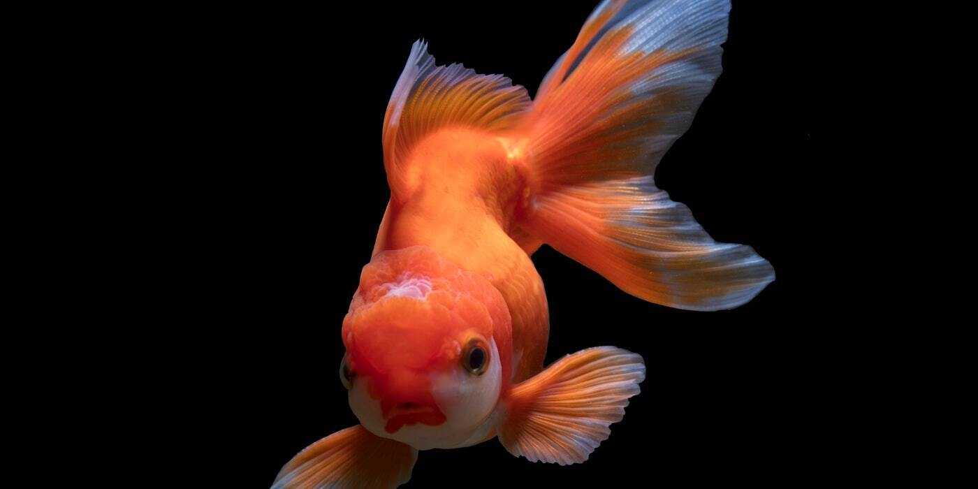 Unrelated photo of a fish